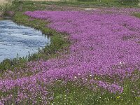Field of Ragged Robin (Silene flos-cuculi, syn: Lychnis flos-cuculi) : ragged robin, Silene flos-cuculi, Lychnis flos-cuculi, flower, flora, floral, nature, natural, vascular, plant, flowery, in flower, in bloom, red, flowering, blooming