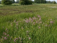 Lychnis flos-cuculi 7, Echte koekoeksbloem, Saxifraga-Hans Boll