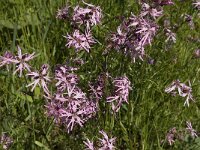 Lychnis flos-cuculi 8, Echte koekoeksbloem, Saxifraga-Jan van der Straaten