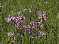 Lychnis flos-cuculi 9, Echte koekoeksbloem, Saxifraga-Jan van der Straaten