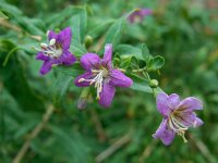 Lycium barbarum 14, Boksdoorn, Saxifraga-Ed Stikvoort