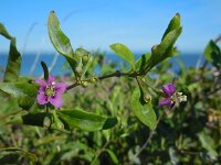 Lycium barbarum 16, Boksdoorn, Saxifraga-Ed Stikvoort