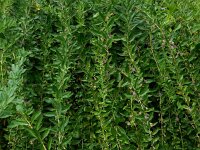 Lycium barbarum 18, Boksdoorn, Saxifraga-Ed Stikvoort