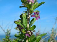 Lycium barbarum 21, Boksdoorn, Saxifraga-Ed Stikvoort