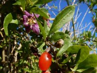 Lycium barbarum 26, Boksdoorn, Saxifraga-Ed Stikvoort