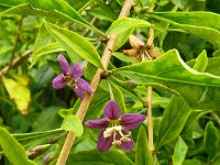 Lycium barbarum 29, Boksdoorn, Saxifraga-Hans Grotenhuis