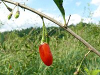 Lycium barbarum 30, Boksdoorn, Saxifraga-Hans Grotenhuis