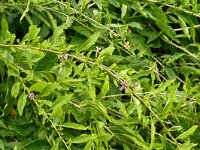 Lycium barbarum 33, Boksdoorn, Saxifraga-Hans Grotenhuis