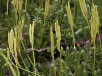 Lycopodium clavatum 33, Grote wolfsklauw, Saxifraga-Willem van Kruijsbergen