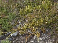 Lycopodium clavatum 59, Grote wolfsklauw, Saxifraga-Willem van Kruijsbergen