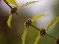 Lycopus europaeus 10, Wolfspoot, Saxifraga-Rudmer Zwerver