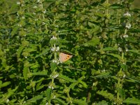 Lycopus europaeus 12, Wolfspoot, Saxifraga-Ed Stikvoort