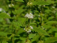 Lycopus europaeus 16, Wolfspoot, Saxifraga-Ed Stikvoort