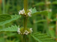 Lycopus europaeus 17, Wolfspoot, Saxifraga-Ed Stikvoort