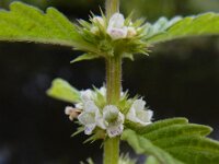 Lycopus europaeus 18, Wolfspoot, Saxifraga-Ed Stikvoort
