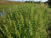 Lycopus europaeus 19, Wolfspoot, Saxifraga-Ed Stikvoort