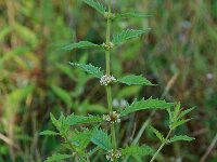 Lycopus europaeus 2, Wolfspoot, Saxifraga-Willem van Kruijsbergen