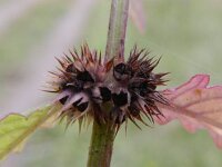 Lycopus europaeus 20, Wolfspoot, Saxifraga-Rutger Barendse