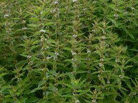 Lycopus europaeus 21, Wolfspoot, Saxifraga-Ed Stikvoort