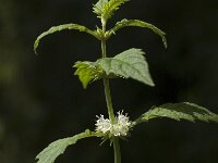 Lycopus europaeus 3, Wolfspoot, Saxifraga-Jan van der Straaten