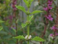 Lycopus europaeus 5, Wolfspoot, Saxifraga-Rutger Barendse