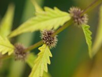 Lycopus europaeus 9, Wolfspoot, Saxifraga-Rudmer Zwerver