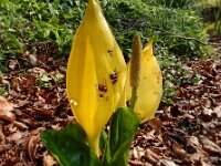 Lysichiton americanus 4, Moeraslantaarn, Saxifraga-Ed Stikvoort