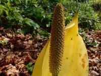 Lysichiton americanus 5, Moeraslantaarn, Saxifraga-Ed Stikvoort