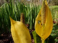 Lysichiton americanus 6, Moeraslantaarn, Saxifraga-Ed Stikvoort