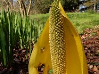 Lysichiton americanus 7, Moeraslantaarn, Saxifraga-Ed Stikvoort