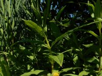 Lysimachia thyrsiflora 12, Moeraswederik, Saxifraga-Ed Stikvoort