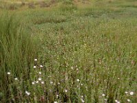 Lythrum hyssopifolia 10, Kleine kattenstaart, Saxifraga-Ed Stikvoort : Castro Marim