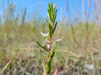 Lythrum hyssopifolia 3, Kleine kattenstaart, Saxifraga-Rutger Barendse