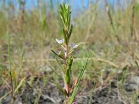 Lythrum hyssopifolia 5, Kleine kattenstaart, Saxifraga-Rutger Barendse