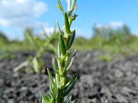 Lythrum hyssopifolia 7, Kleine kattenstaart, Saxifraga-Rutger Barendse