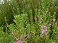 Lythrum hyssopifolia 8, Kleine kattenstaart, Saxifraga-Ed Stikvoort : Castro Marim s9900