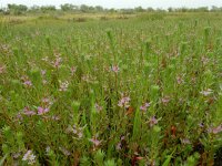 Lythrum hyssopifolia 9, Kleine kattenstaart, Saxifraga-Ed Stikvoort : Castro Marim s9900