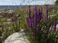 Lythrum salicaria 11, Grote kattenstaart, Saxifraga-Jan van der Straaten