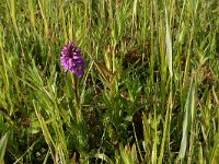Lythrum salicaria 12, Grote kattenstaart, Saxifraga-Jan van der Straaten