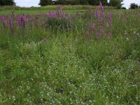 Lythrum salicaria 29, Grote kattenstaart, Saxifraga-Hans Boll