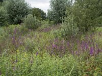 Lythrum salicaria 46, Grote kattenstaart, Saxifraga-Willem van Kruijsbergen