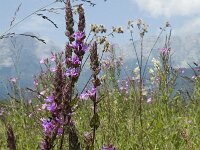 Lythrum salicaria 7, Grote kattenstaart, Saxifraga-Jan van der Straaten