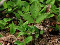 Maianthemum bifolium 24, Dalkruid, Saxifraga-Hans Boll