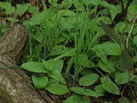 Maianthemum bifolium 27, Dalkruid, Saxifraga-Hans Boll