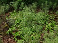 Maianthemum bifolium 34, Dalkruid, Saxifraga-Hans Boll