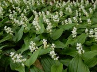 Maianthemum bifolium 38, Dalkruid, Saxifraga-Ed Stikvoort