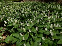 Maianthemum bifolium 39, Dalkruid, Saxifraga-Ed Stikvoort