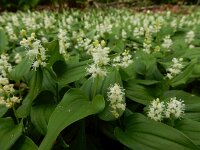 Maianthemum bifolium 42, Dalkruid, Saxifraga-Ed Stikvoort