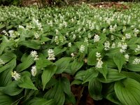 Maianthemum bifolium 43, Dalkruid, Saxifraga-Ed Stikvoort