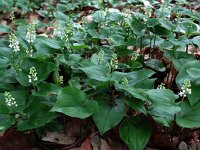 Maianthemum bifolium 8, Dalkruid, Saxifraga-Mark Zekhuis